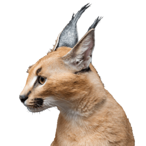 demo-attachment-255-beautiful-caracal-lynx-over-black-background-2LY36JN