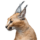 demo-attachment-255-beautiful-caracal-lynx-over-black-background-2LY36JN